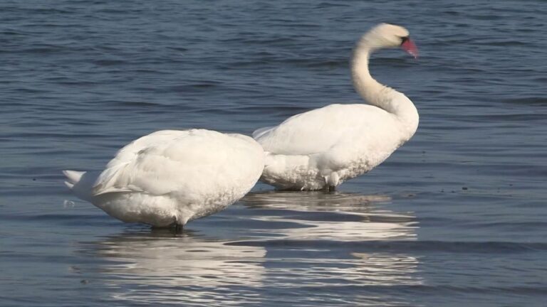 Die Bedeutung von Golfplatzarchitektur f&uuml;r Spieler