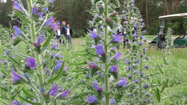 Optimierung von Pressemeldungen des Golfverbandes