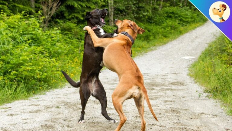 Harmonisches Spiel: Die Golfregeln im &Uuml;berblick