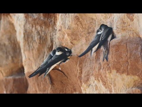 Lebensr&auml;ume f&uuml;r bedrohte Arten schaffen: Strategien und L&ouml;sungen