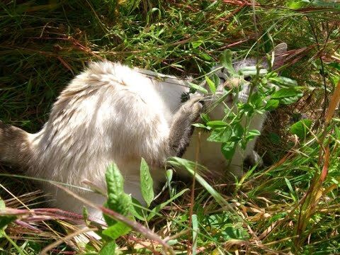 Bewusstsein f&uuml;r die Natur: Golfpl&auml;tze und nat&uuml;rliche Teiche im Einklang