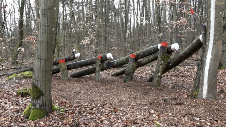 Naturnahe Golfanlagen: Wegbereiter f&uuml;r Umweltbewusstsein
